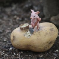 [소품] 돼지 감자 - 14501