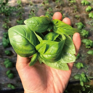 바질 생잎 페스토용 100g / 1kg