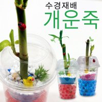 개운죽 개운죽키우기 원예치료 체험학습 실내공기정화식물 꾸미기 공기정화식물 DIY 키트 식물 키우기 수경식물 만들기 재료 원예 체험 화분 반려식물 피규어 장식 원예체험 체험키트