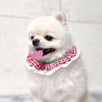 강아지 고양이 반려견 케이프 스카프 체크 턱받이