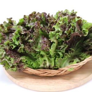 사랑쌈 농장 신선한 꽃상추 2kg/4kg 매일매일 당일수확