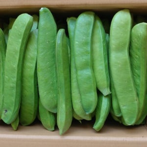 2025 생작두콩 10kg 산지직송 직접재배 깍지용