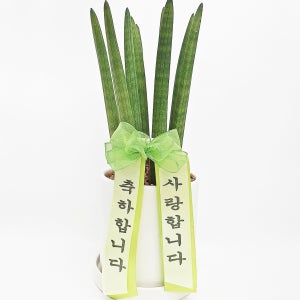 축하 화분 승진 영전 취임 퇴임 진급 전시회 개업 인사이동 선물 스투키 실내공기정화식물