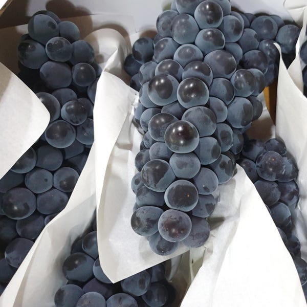 고당도 켐벨 캠벨 포도 1-3kg (2kg기준가) 특등급 하우스 노지 상주 김천포도