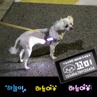 강아지 LED 이름표 애견LED 강아지야간산책 야광목줄