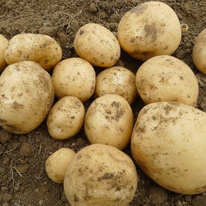 유기농 감자 5kg 10kg 미니 특 수미감자 친환경 이유식 환자식 포슬포슬