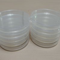 LB Agar Plate , LB 배지, 세균배양, 미생물 배지