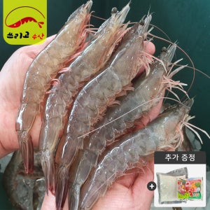25년 출하 당일조업 활새우 1kg 국내산 흰다리 생새우 대하 쓰리고수산