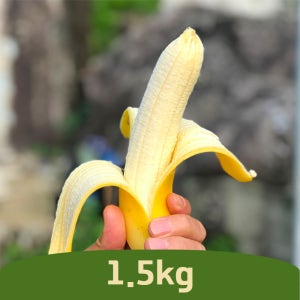 국산 산청 클로렐라 유기농 올 바나나 (매주 화요일 발송) 1.5kg, 1개