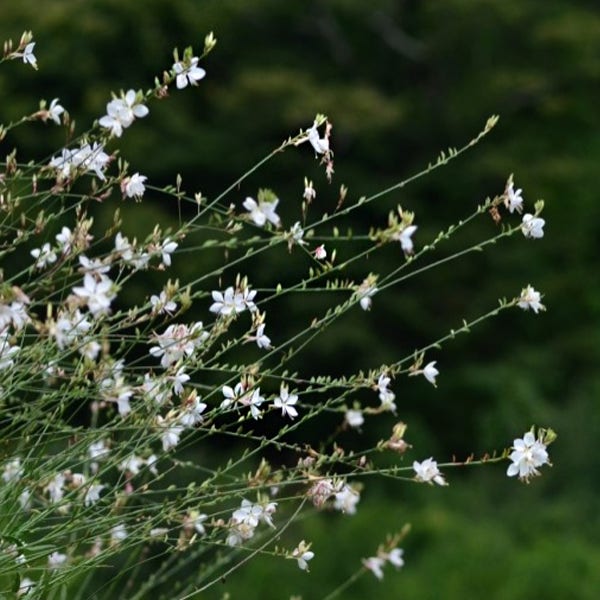 백접초 [4개 복남이네야생화 모종 나비바늘꽃 가우라 화이트 gaura]