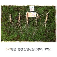 발효산양삼 산삼씨앗 잎 뿌리 줄기 사포닌 명절선물 5뿌리