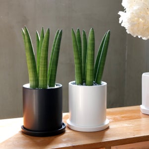 산세베리아 스투키 미디움 원형화분 블랙 화이트 실내공기정화식물