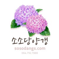 제주 소소당양갱 / 제주세트 / 제주농산물로만 만든 수제양갱 선물세트 /5가지맛 총10개 /통팥 /댕유자 /녹차 /레몬 /쑥