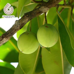 대용량 맑을담 아로마 유기농 타마누 캐리어 오일 비정제 1L