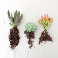 다육이 골라담기 소분(6.5cm) 식집사 식린이 다육키우기 다육모종 반려식물