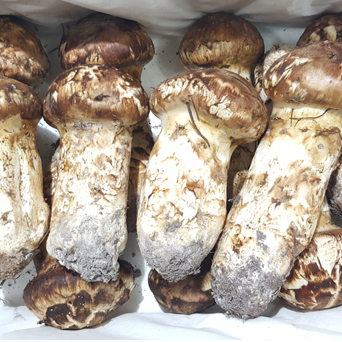 자연산 송이<b>버섯</b> 능이<b>버섯</b> 국내산 봉화 양양 명절 부모님 선물세트