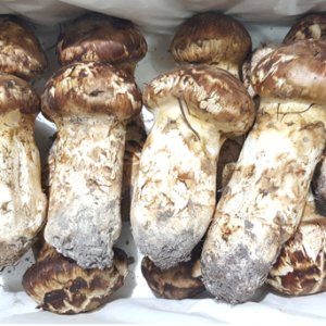 자연산 송이버섯 국내산 선물세트