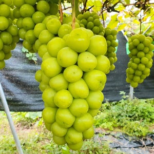 고당도 샤인머스켓 2kg 망고포도 청포도 프리미엄 가정용 선물세트