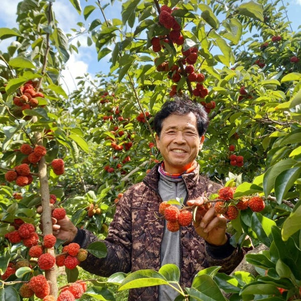 다다농장 무농약 꾸지뽕열매 5KG, 10KG (농장 직접판매)