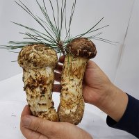 2023 국내산 소백산 강원 봉화 양양 영덕 청도 청송 울진 자연산 송이버섯 능이버섯