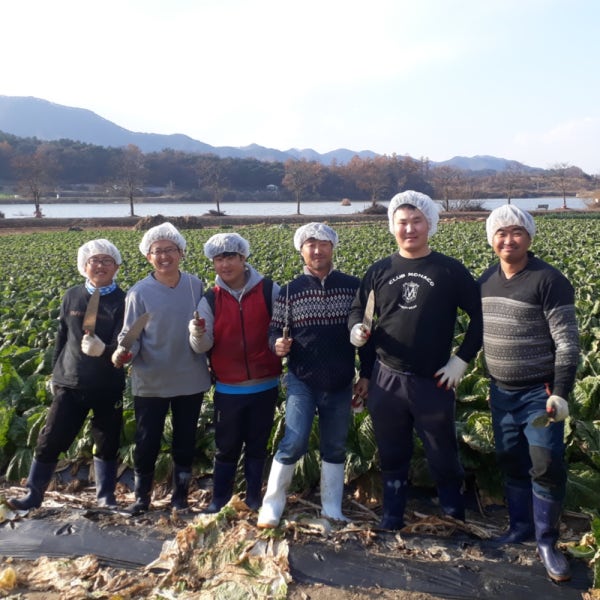 괴산 절임배추 20kg 김장 버블세척 국내산 천일염 괴산영농조합