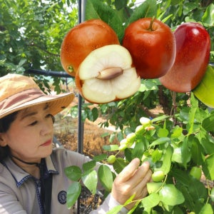 2026년 보은 사과대추 생대추 1kg 500g 장수대추농원