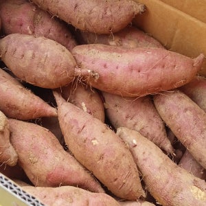 보령 호박고구마 10KG