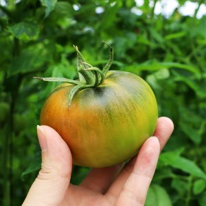 부산 대저토마토 짭짤이 토마토 짭짜리