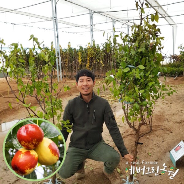 사과대추나무 묘목 [결실주] 2년생 분묘