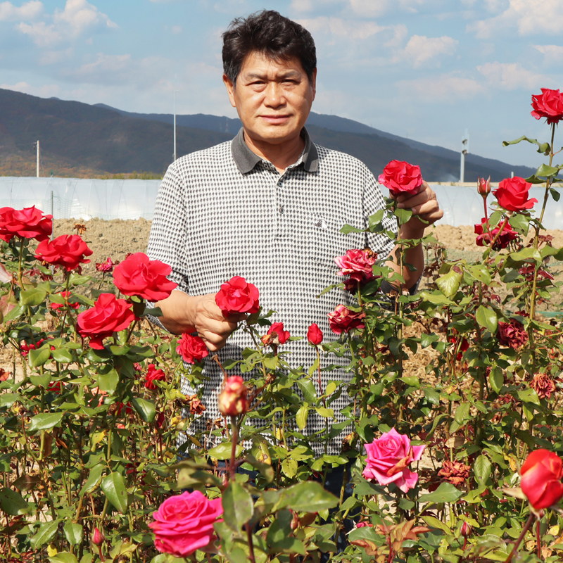 유럽 사계 덩굴장미 묘목 넝쿨 줄장미 나무 빨강 2-3지