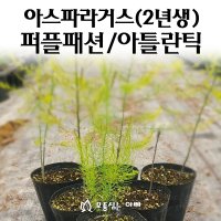 [모종심는아빠] 아스파라거스 모종 2년생 퍼플패션 아틀란틱