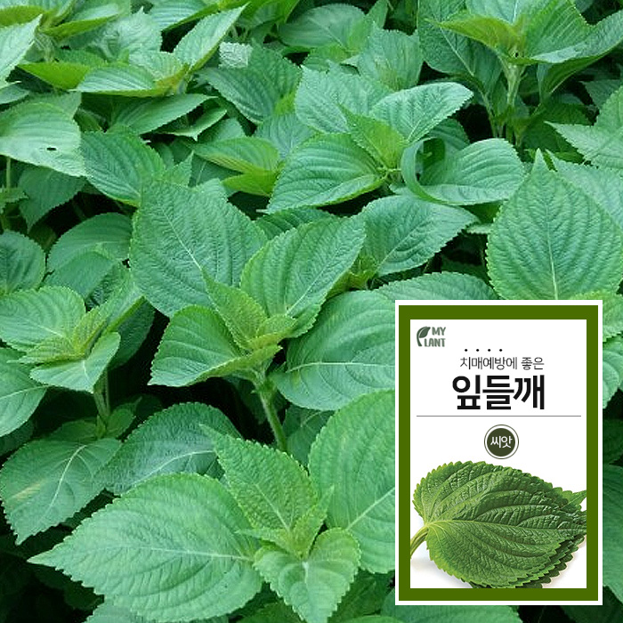 마이플랜트 청농 잎들깨 1400립 채소 과일 씨앗 베란다 텃밭 가꾸기