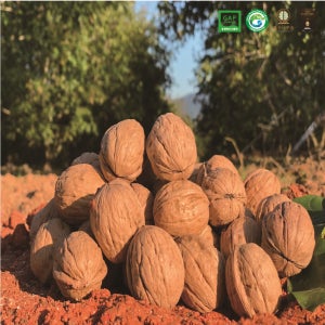 햇호두 국내산 피호두 500g 고창황토호두 견과류 호두나무숲