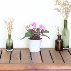 아프리칸바이올렛 꽃 화분 플랜테리어 반려식물