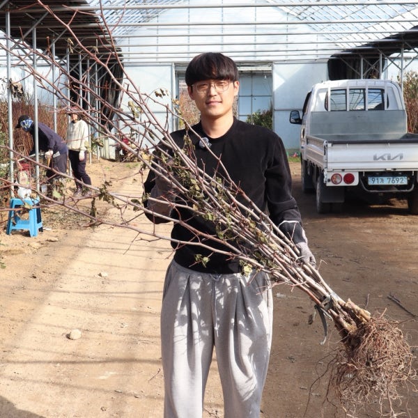 사과대추나무 묘목 2년 접목 1년생 (태상왕대추) 중묘