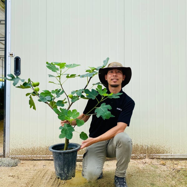 무화과묘목 3년생 결실주 무화과나무