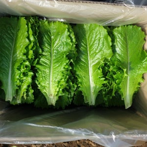 로메인, 청로메인 500g 1kg 농장직송 당일수확