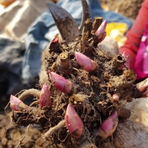 씨드코리아 4년생 작약모종 작약뇌두 3kg/5kg (약초 뿌리)