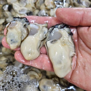 산지직송 통영 깐 생굴 깐굴 사이즈 중대 1kg(실중량800g)