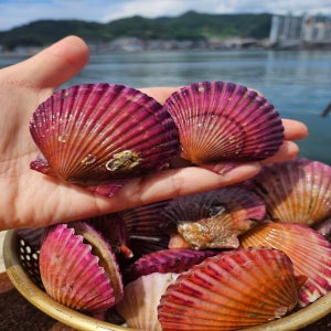 산지직송 기계 세척 제철 홍가리비 1kg