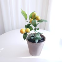 레몬나무 소형 이태리토분 키우기 공기정화식물