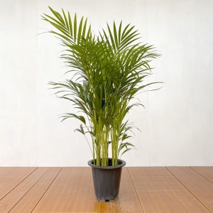 실내공기정화식물 아레카야자 거실화분