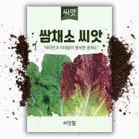 청치마 상추씨앗 텃밭 채소 쌈채소 종자