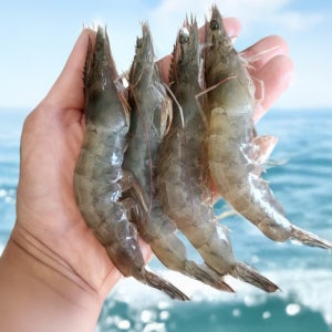 국산 해남 제철 신안 흰다리 철 생 왕새우 회 1KG 37미내외