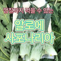 껍질째 먹는 알로에 사포나리아 1kg 생잎 나스푸르트 전남나주