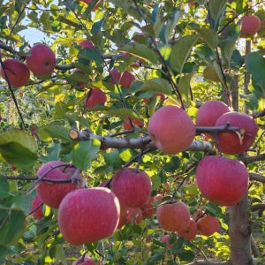 농장 산지직송 청송사과 10kg 고당도 꿀 부사 맛있는 못난