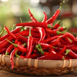 국산 함안 월남 베트남 쥐똥 고추 100g, 생 페페론치노 스코빌 생고추, 공심채