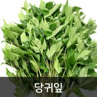 약수농장 당귀잎 1kg 1박스