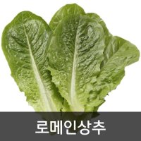 약수농장 신선한 로메인상추 2kg 1박스