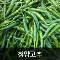 약수농장 청양고추 10kg 상